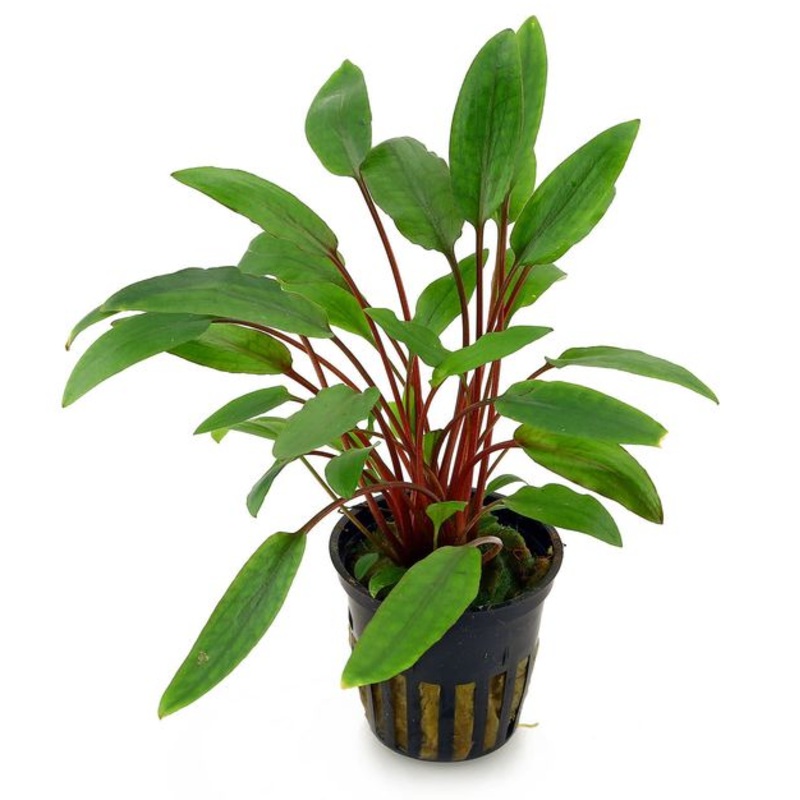 Cryptocoryne petchii (1 POT / 089)