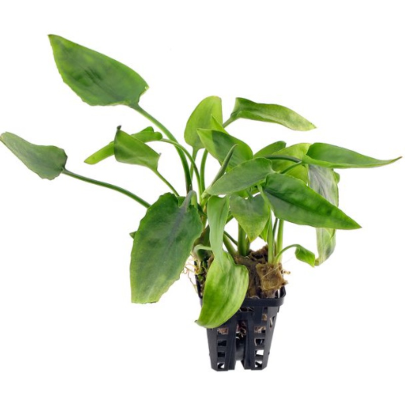 Cryptocoryne pontederiifolia (1 POT / 090)