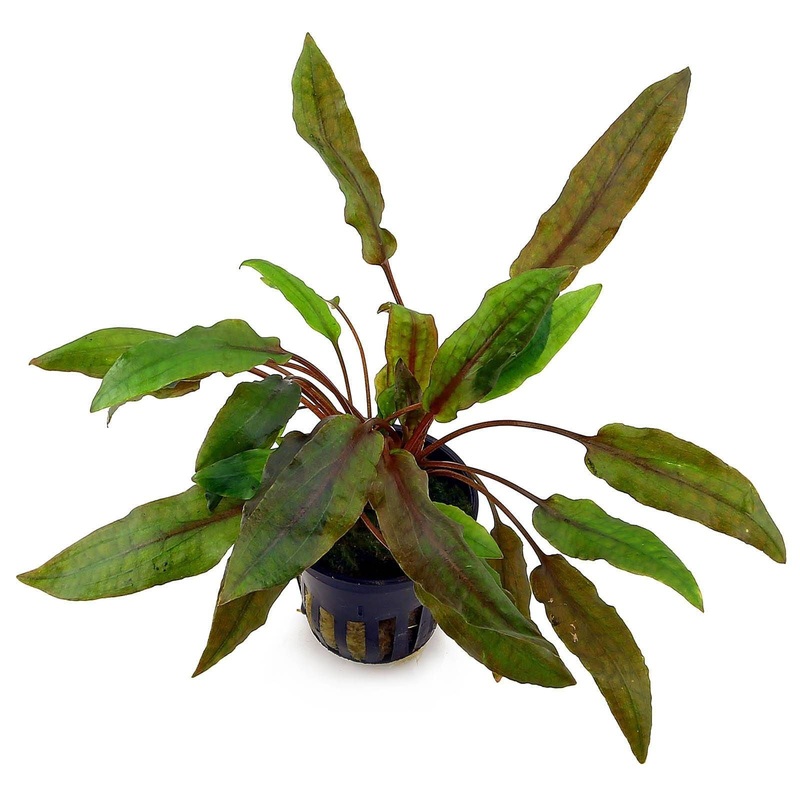Cryptocoryne wendtii Mi Oya (1 POT / 478)