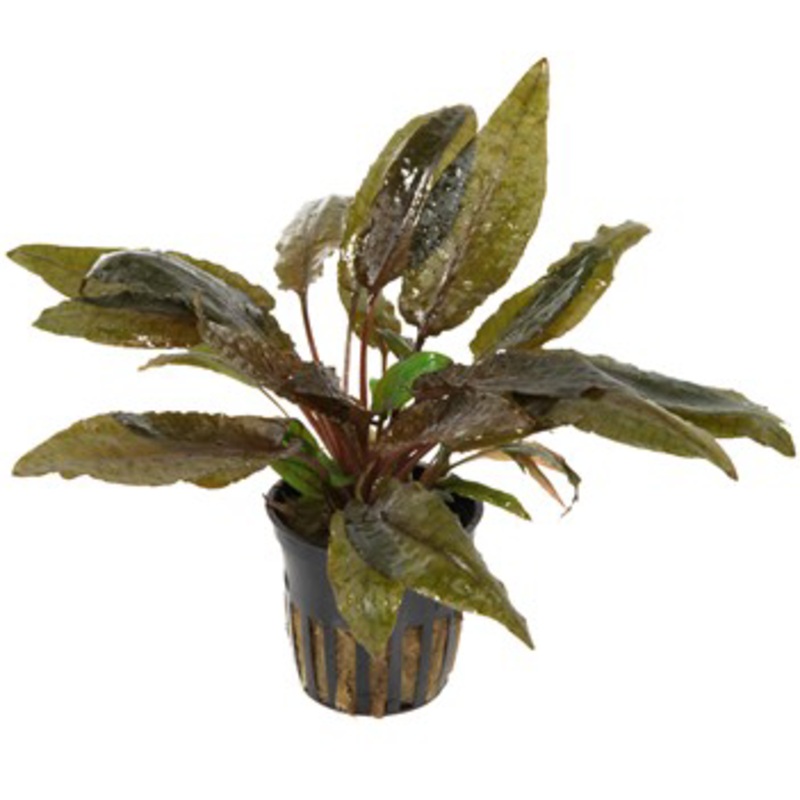Cryptocoryne wendtii Tropica (1 POT / 629)