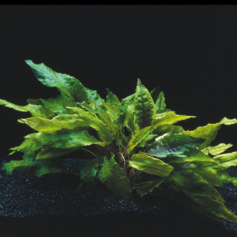 Cryptocoryne wendtii x Hybrid (1 POT / 679)