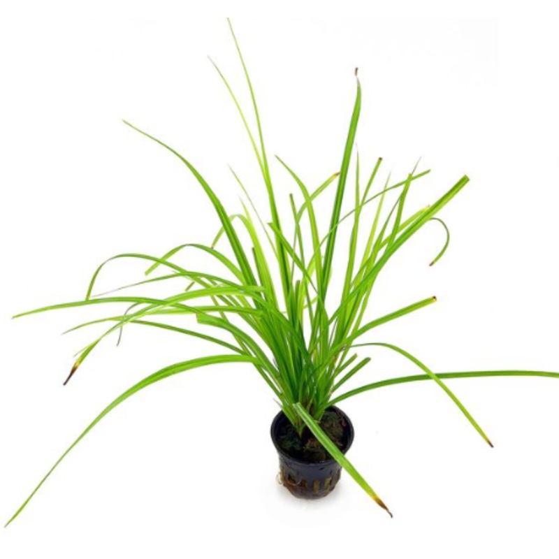 Cyperus helferi (1 POT)