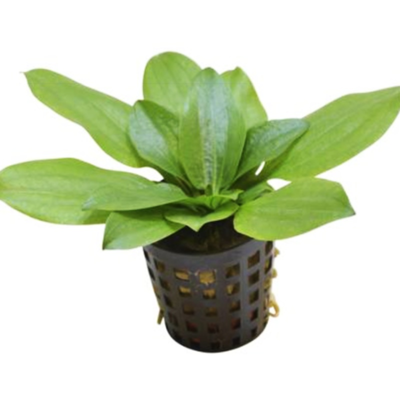 Echinodorus gabrielii (1 POT)