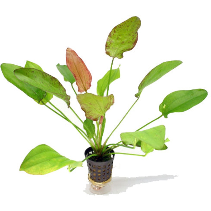 Echinodorus Oriental (1 POT)