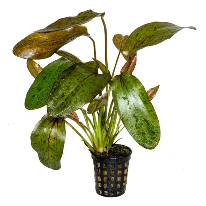 Echinodorus Red Flame (1 POT)