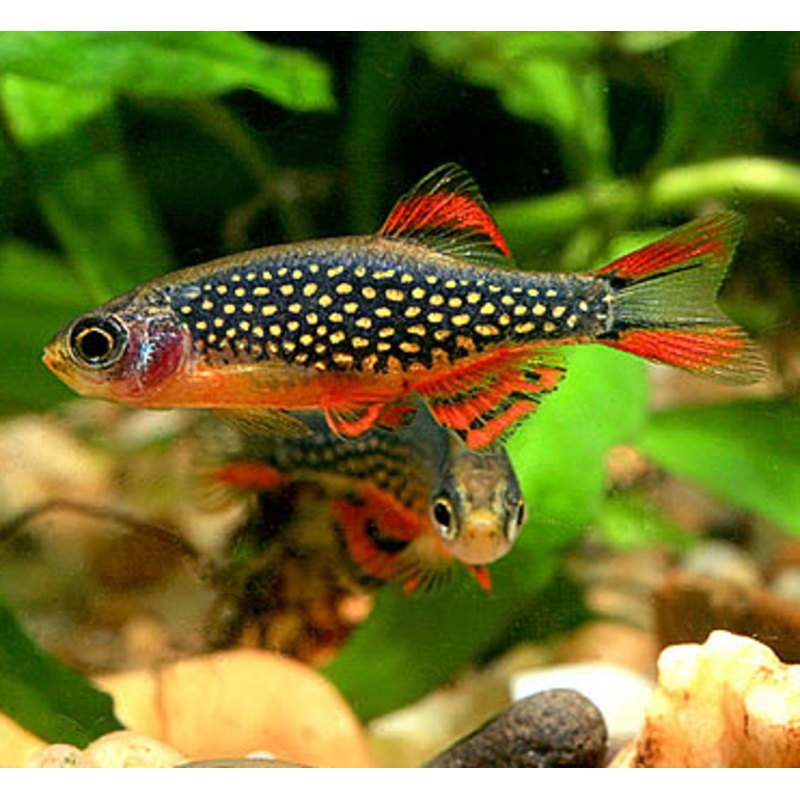 Galaxy rasbora (L)