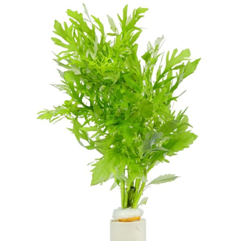 Hygrophila difformis (1 POT)