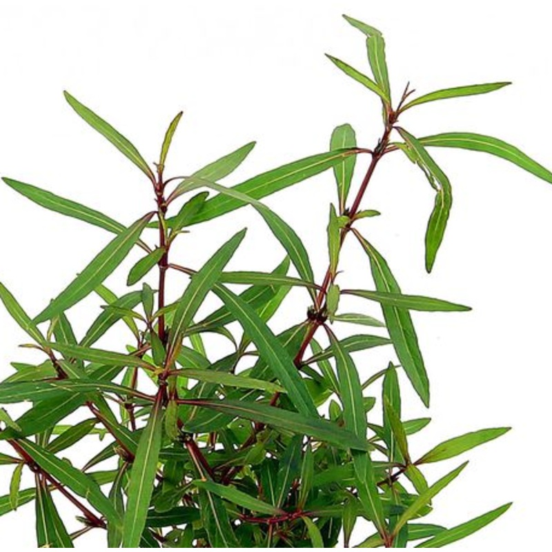 Hygrophila lancea "Araguaia" (1 POT)