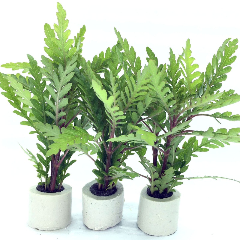 Hygrophila pinnatifida (1 POT)