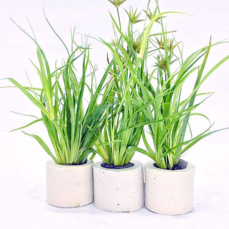 Juncus repens (1 POT)