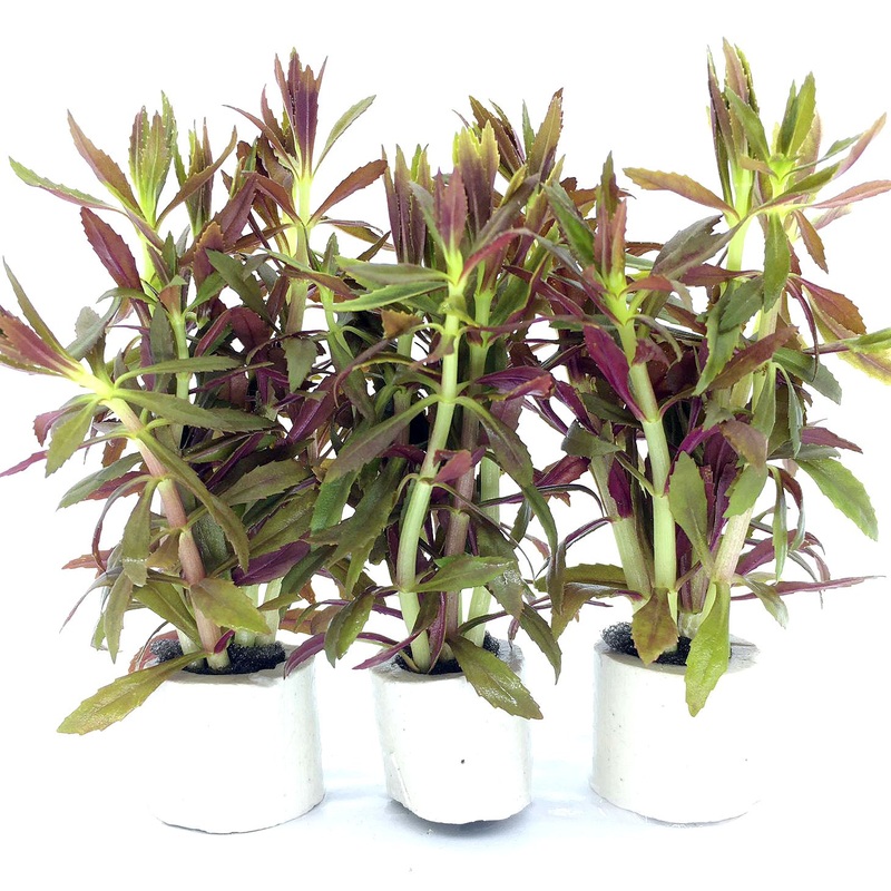 Limnophila hippuroides (1 POT)