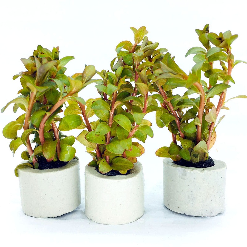 Ludwigia senegalensis (sp Guinea / 1 POT)