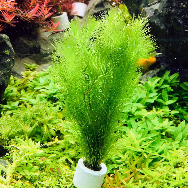 Mayaca sellowiniana (1 POT)