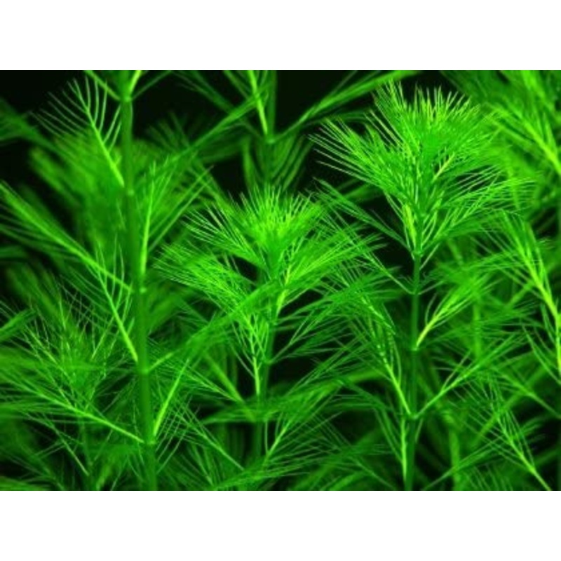 Myriophyllum propinquum (1 POT)