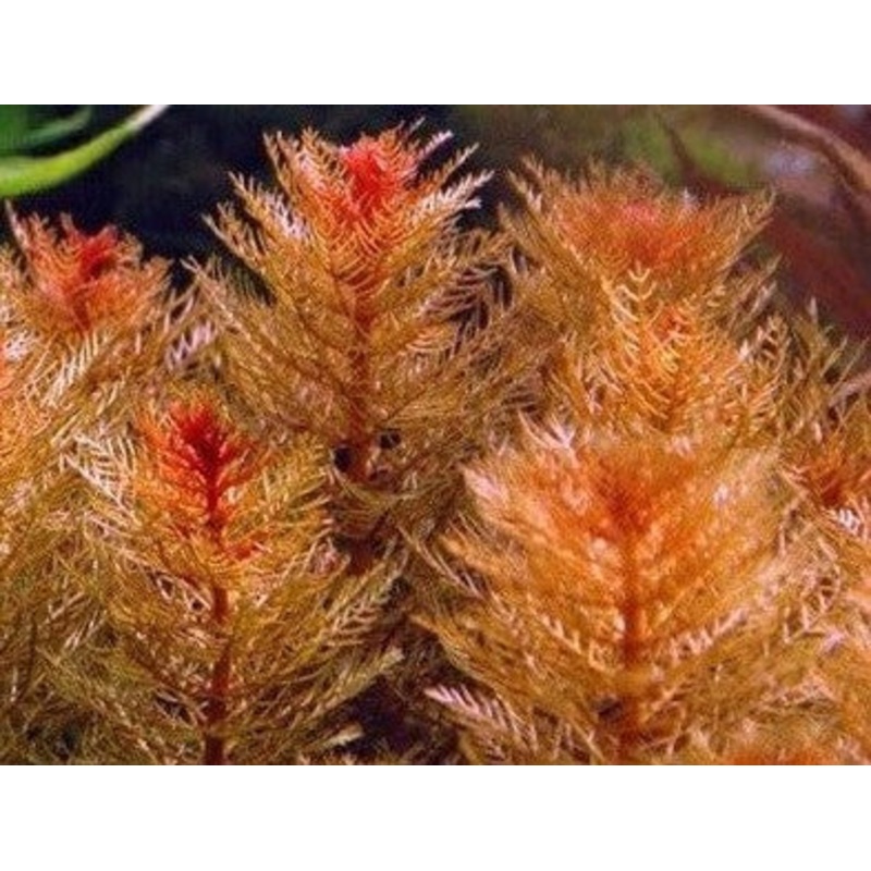 Myriophyllum tuberculatum (1 POT)