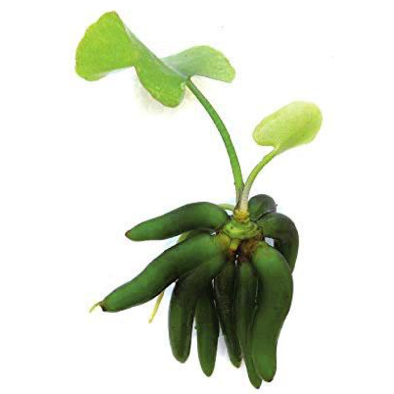 Nymphoides aquatica (1 POT)