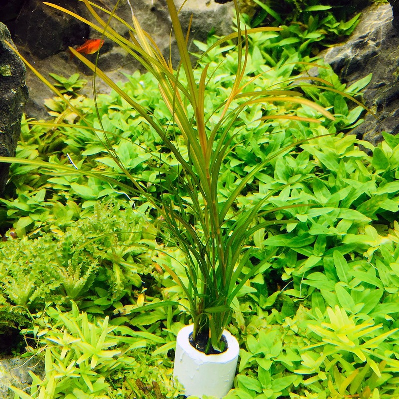 Pogostemon gayi (1 POT)