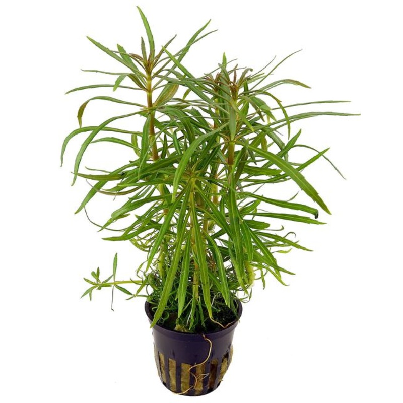 Pogostemon stellatus Narrow leaf (1 POT)