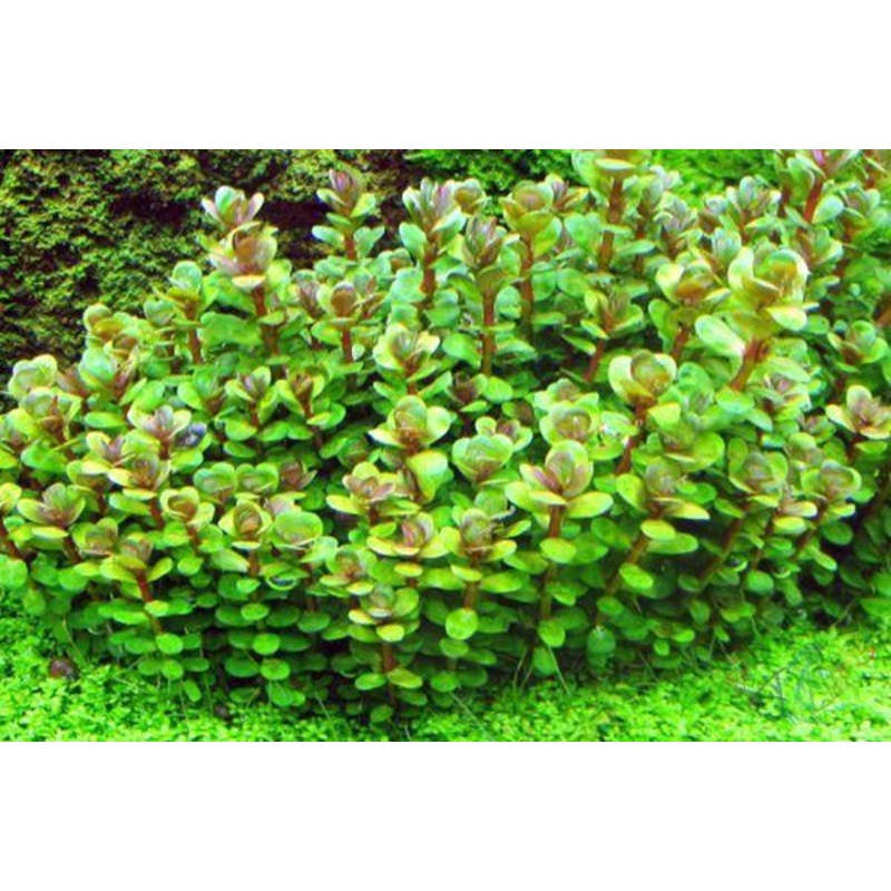 Rotala bonsai (1 POT)