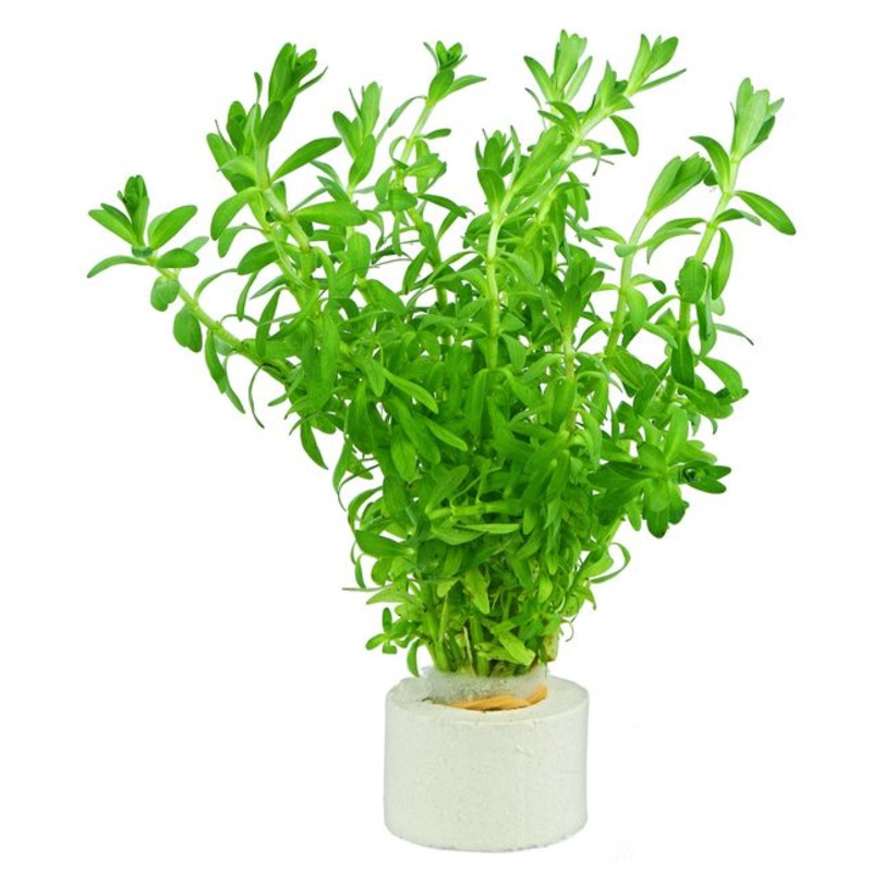 Rotala nanjenshan (1 POT)