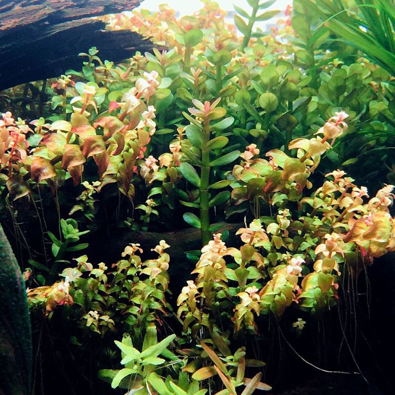 Rotala sp Pearl (1 POT)