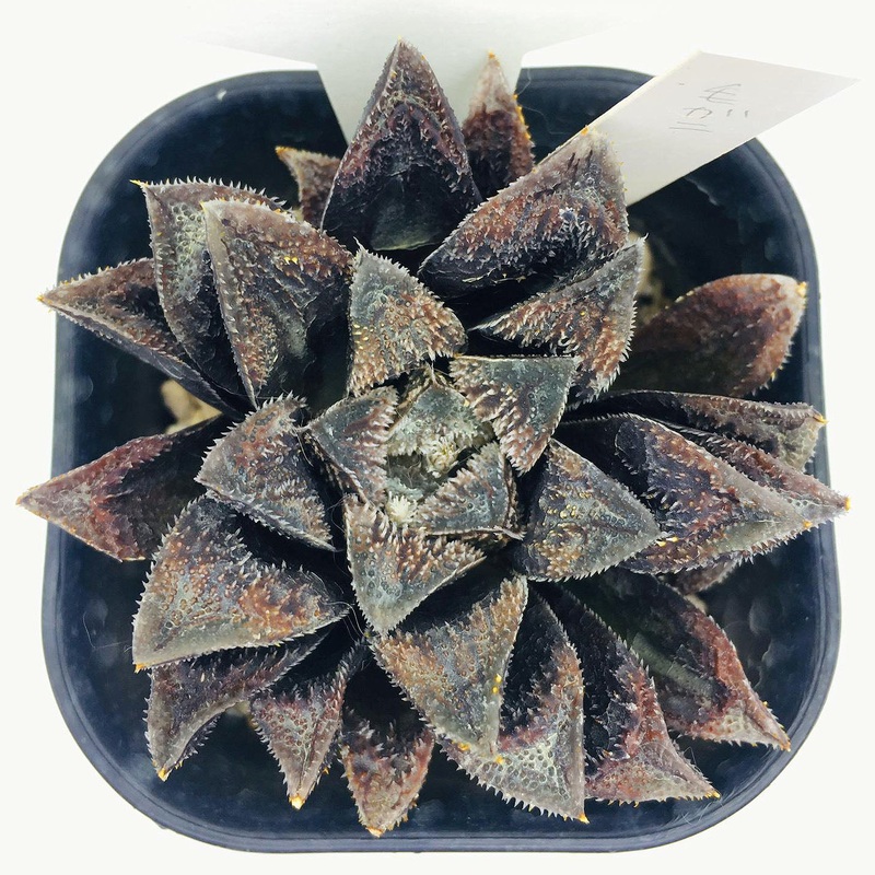 S&C Haworthia Spp (#052 / 7cm Pot)