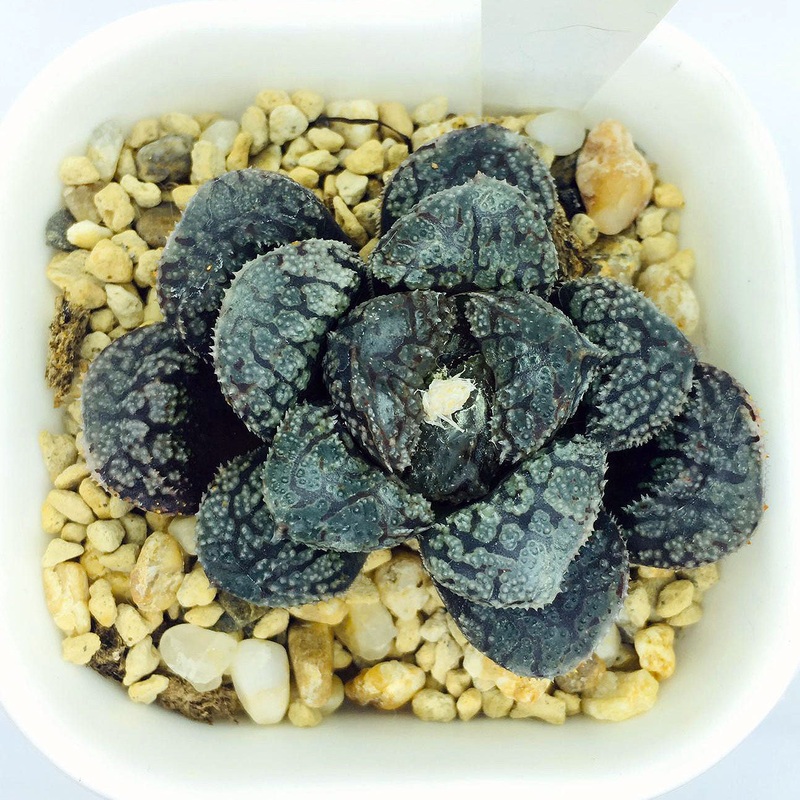 S&C Haworthia Spp (#053 / 7cm Pot)