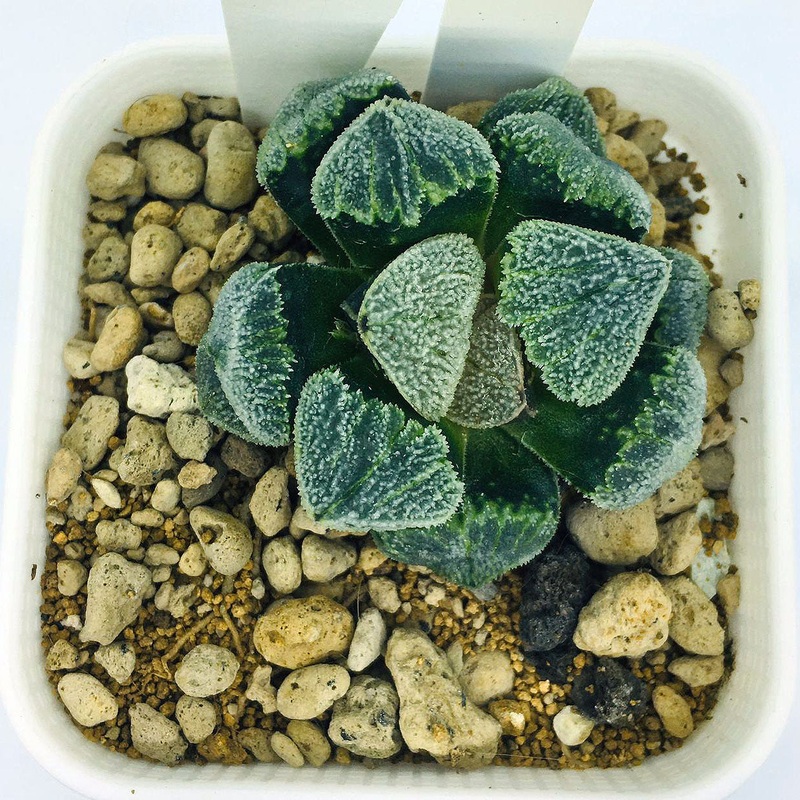 S&C Haworthia Spp (#055 / 7cm Pot)