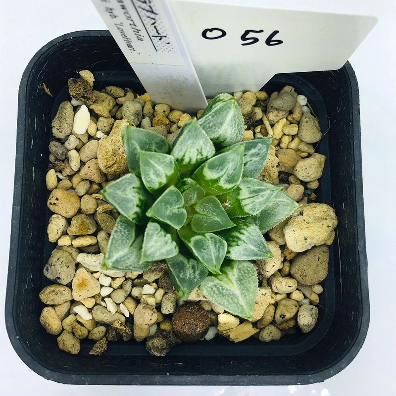 S&C Haworthia Spp (#056 / 7cm Pot)