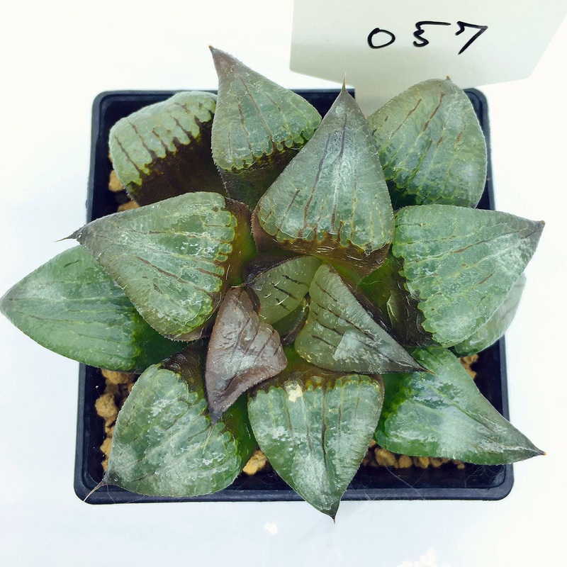 S&C Haworthia Spp (#057 / 7cm Pot)