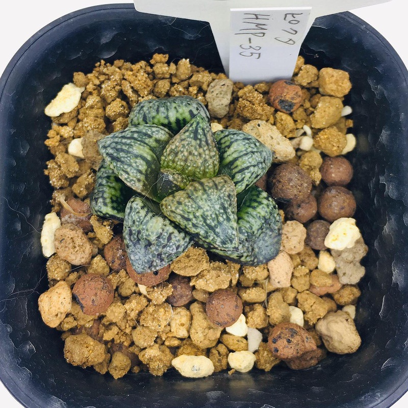 S&C Haworthia Spp (#058 / 7cm Pot)