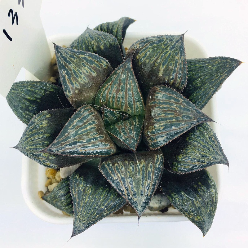 S&C Haworthia Spp (#133 / 7cm Pot)