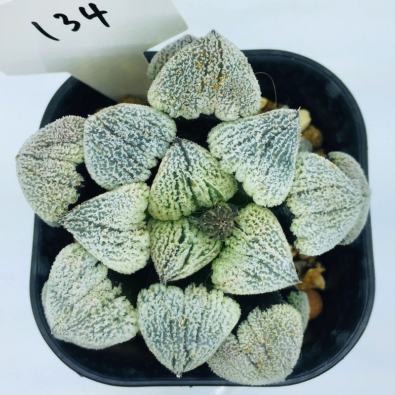 S&C Haworthia Spp (#134 / 7cm Pot)