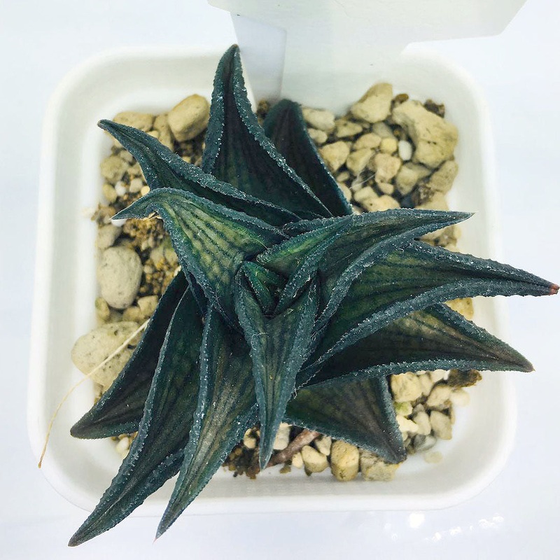 S&C Haworthia Spp (#136 / 7cm Pot)