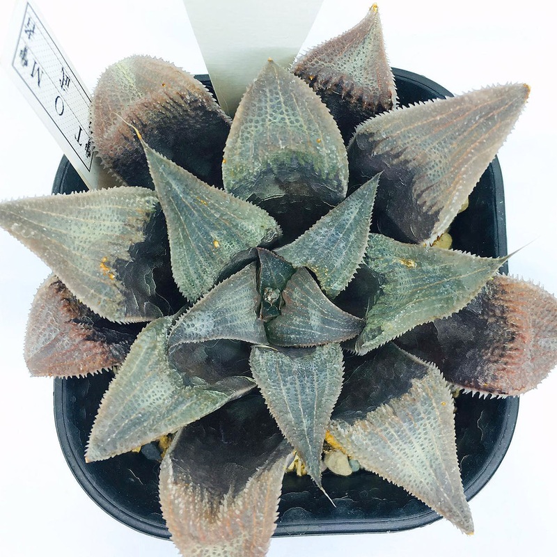 S&C Haworthia Spp (#139 / 7cm Pot)