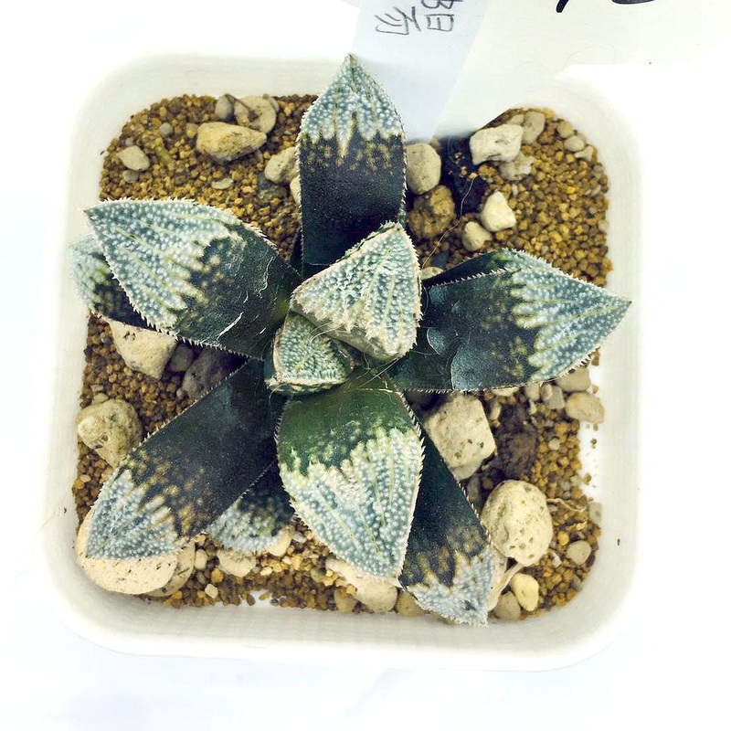 S&C Haworthia Spp (#140 / 7cm Pot)