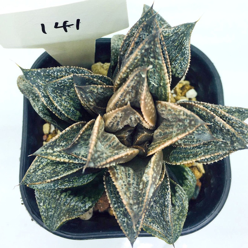 S&C Haworthia Spp (#141 / 7cm Pot)