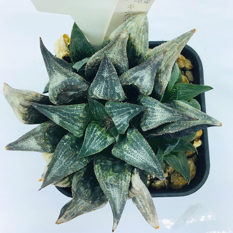 S&C Haworthia Spp (#142 / 7cm Pot)