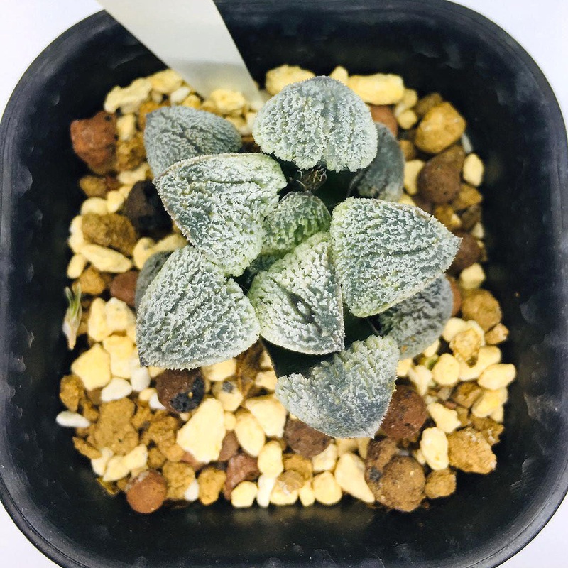 S&C Haworthia Spp (#145 / 7cm Pot)
