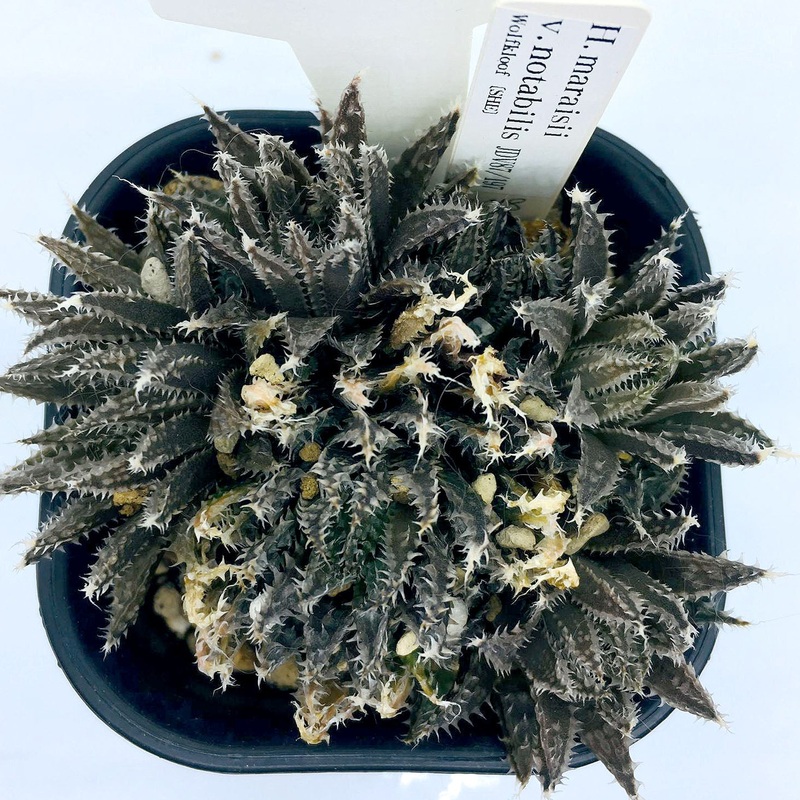 S&C Haworthia Spp (#146 / 7cm Pot)