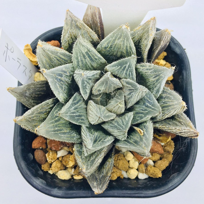 S&C Haworthia Spp (#148 / 7cm Pot)