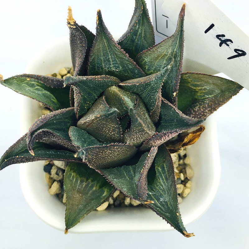 S&C Haworthia Spp (#149 / 7cm Pot)