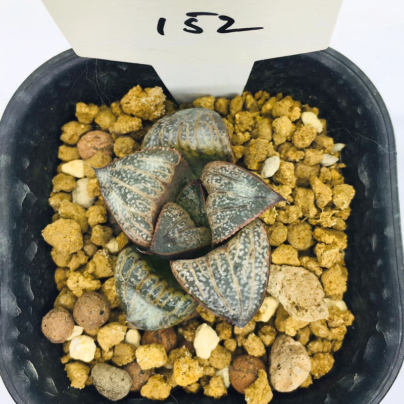 S&C Haworthia Spp (#152 / 7cm Pot)
