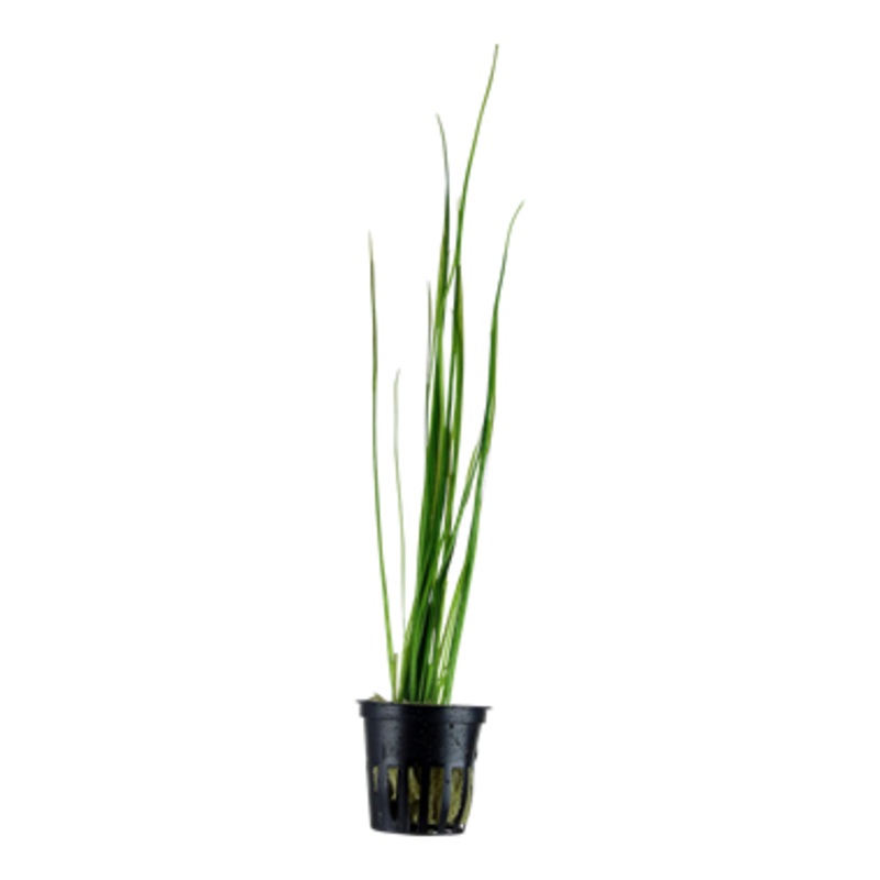 Valisneria nana (1 POT)