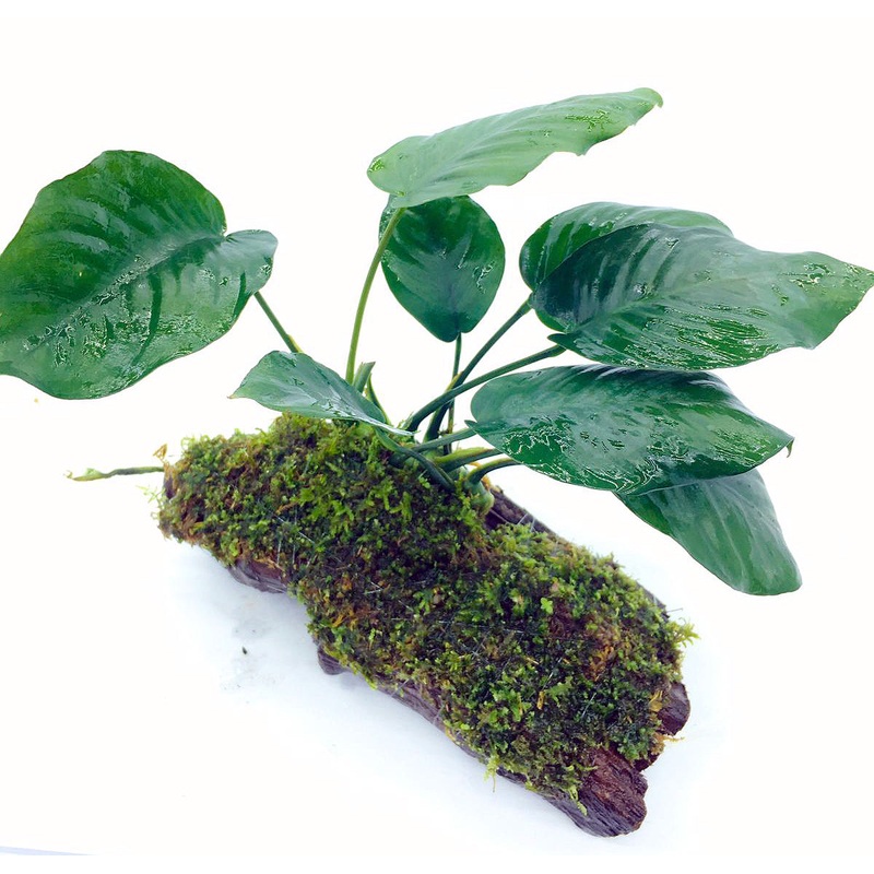 Anubias barteri 'Broad Leaf' (On Wood / With Moss)