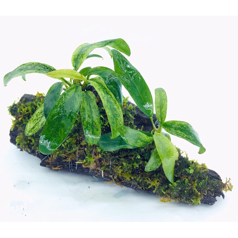 Anubias barteri var glabra variegated (On Wood / With Moss)