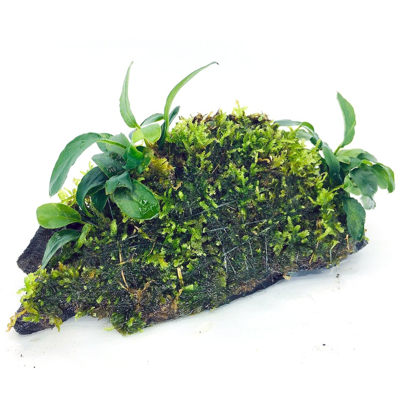 Anubias barteri var. nana 'Bonsai' (On Wood / With Moss)