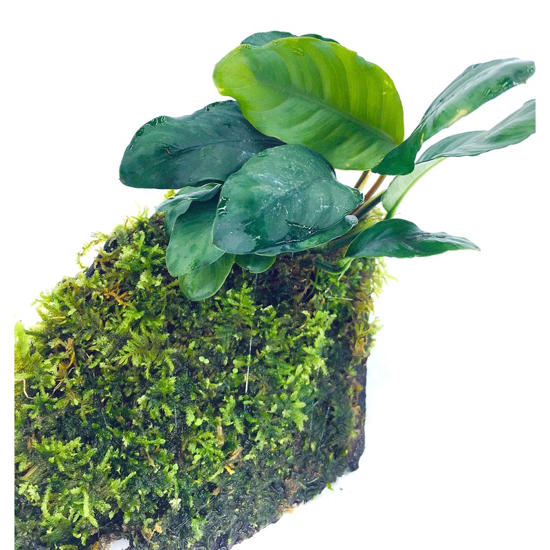 Anubias coffeefolia (On Wood / With Moss)