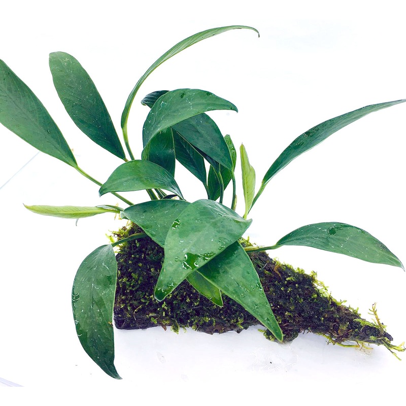 Anubias lancelata (On Wood / With Moss)