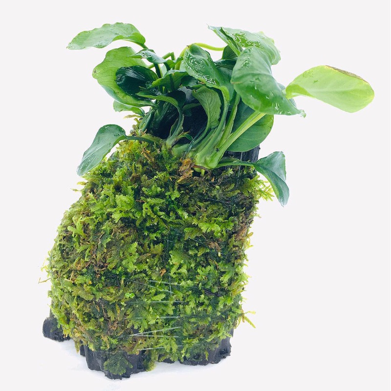 Anubias sp Coin leaf (On Wood / With Moss)